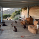 Imagen para el artículo titulado Esta paradisíaca isla griega ofrece sueldo y casa con vistas al mar a cambio de cuidar a 55 gatos